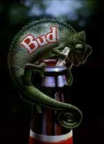 'Bud' Portfolio Piece 
