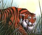 Stalking Tiger 